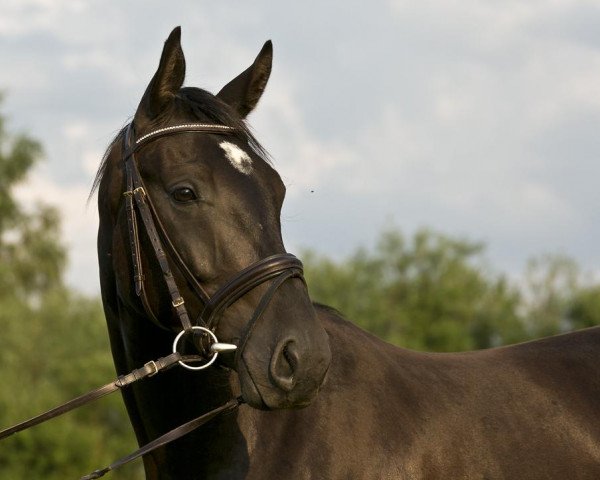 horse Wallach von Surprice (Oldenburg, 2011, from Surprice)