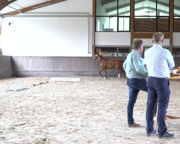 Hannoveraner Zuchtstutenprüfung mit Prämierung in Adelheidsdorf 2020