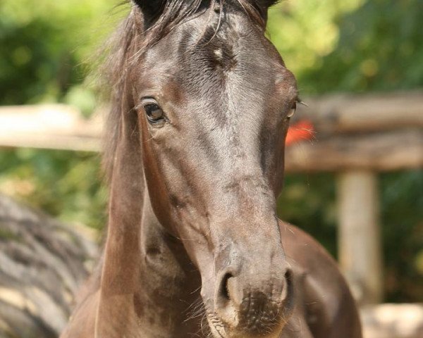 broodmare K.C. Dirty Dancing (Rhinelander, 2012, from Donquestador)