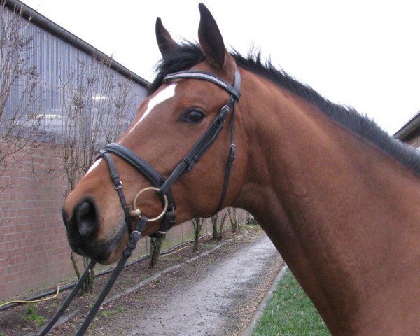 dressage horse Don Ramiro (Rhinelander, 2010, from Donquestador)