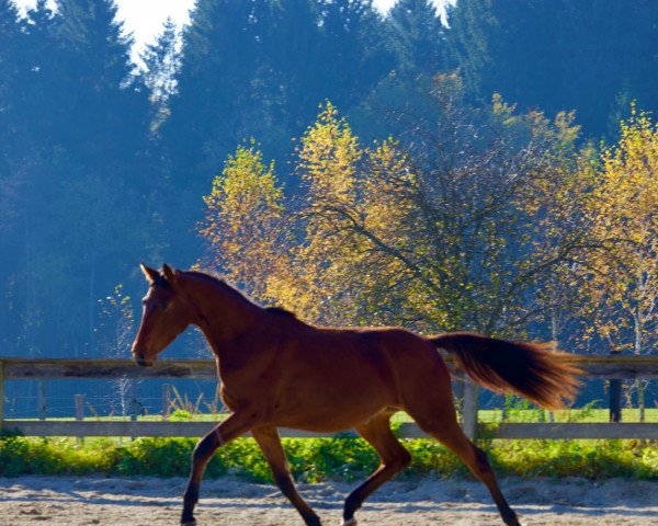 horse Sommernachtstraum (Trakehner, 2020, from Banderas)