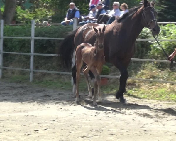 Holsteiner Fohlenschau in Seeth-Ekholt