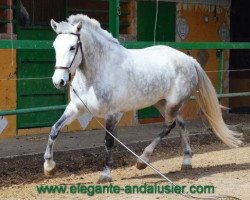 Dressurpferd Esmeralda (Pura Raza Espanola (PRE), 2008, von Ehrentusch)