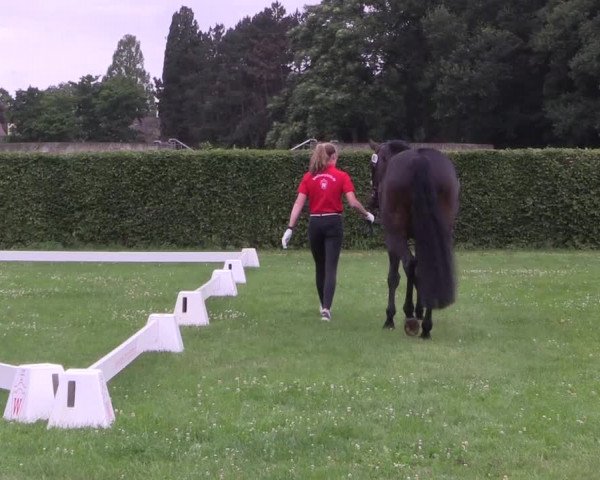 Stutenleistungsprüfung Münster- Handorf