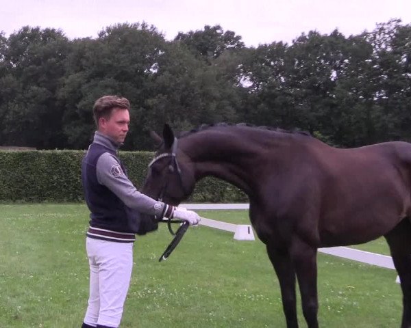 Stutenleistungsprüfung Münster- Handorf