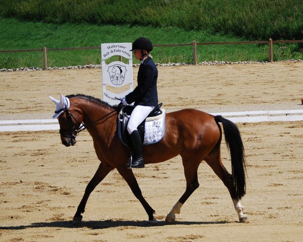 jumper Fair Lady (German Riding Pony, 1999, from Landlord)