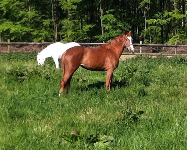 dressage horse Fiona (Hanoverian, 2009, from Fürst Piccolo)