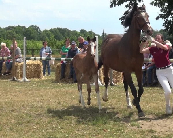 Holsteiner Fohlenschau in Bokel
