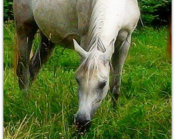 Zuchtstute Marny Bint Moheeb (Araber, 2006, von El Shawan ox)