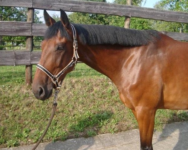 horse Little (German Sport Horse, 2009, from Lehnbach)