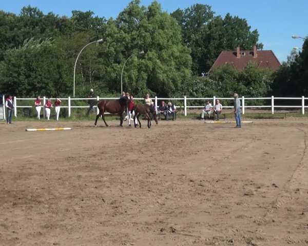 Holsteiner Fohlenschau in Pinneberg