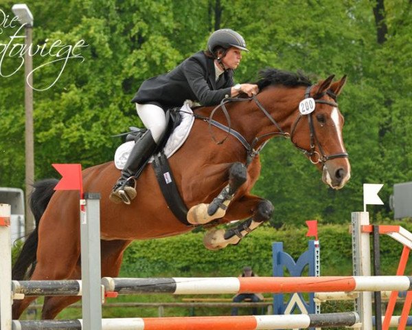 Springpferd Lucada B (Oldenburger, 2003, von Landrover)