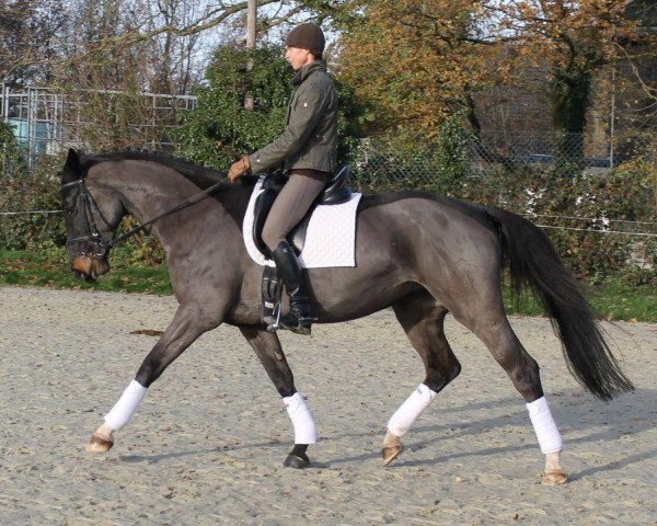 dressage horse Cassiopeia J (Westphalian, 2007, from Cordobes I)
