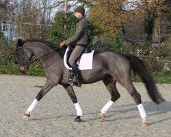 dressage horse Cassiopeia J (Westphalian, 2007, from Cordobes I)