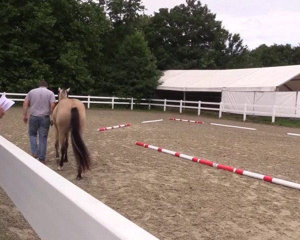 Stutenleistungsprüfung Bedburg / Hengststation Schurf