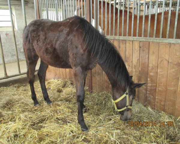 horse Aurora (Trakehner, 2013, from E.H. Millennium)
