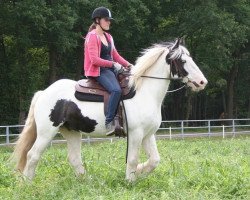 horse Vinnie (Tinker / Irish Cob / Gypsy Vanner, 2008)