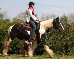horse Indina (Tinker / Irish Cob / Gypsy Vanner, 2009)