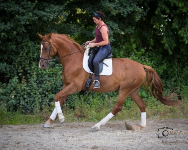 dressage horse Kitano (Württemberger, 2007, from Köpenick)
