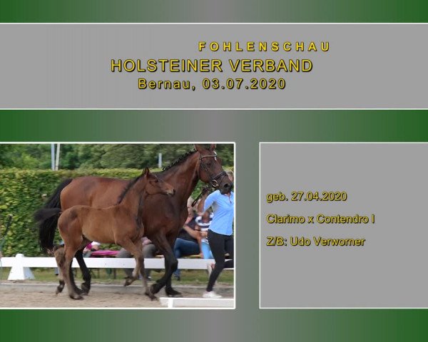 Holsteiner Fohlenschau in Bernau