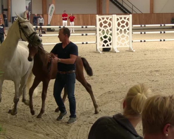 Stuten- und Fohlenschau Riesenbeck- Hörstel
