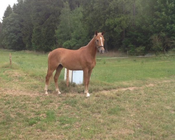 horse Pik As (German Riding Pony, 2012, from FS Pentagon)
