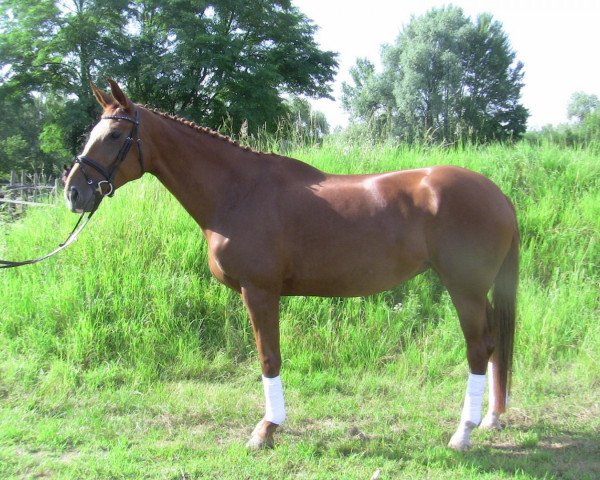 horse Royal Party (Hanoverian, 2008)