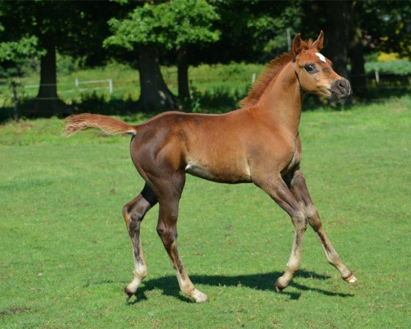 horse G.S. Amir Ibn Wakila ox (Arabian purebred, 2014, from Ibn Layalia EAO)