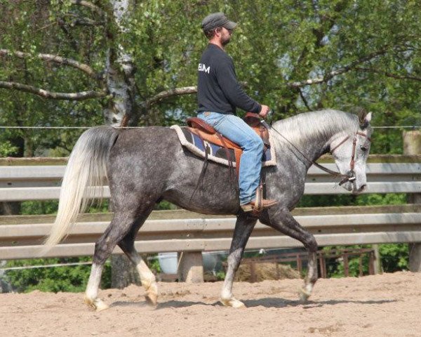 dressage horse Einhorn (Arabian purebred, 2009)