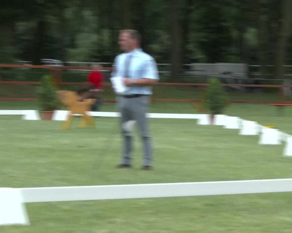Stuten- und Fohlenschau Heiden