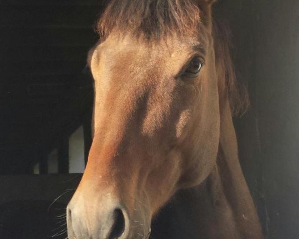 horse Golden Dancer (Oldenburg, 2000)