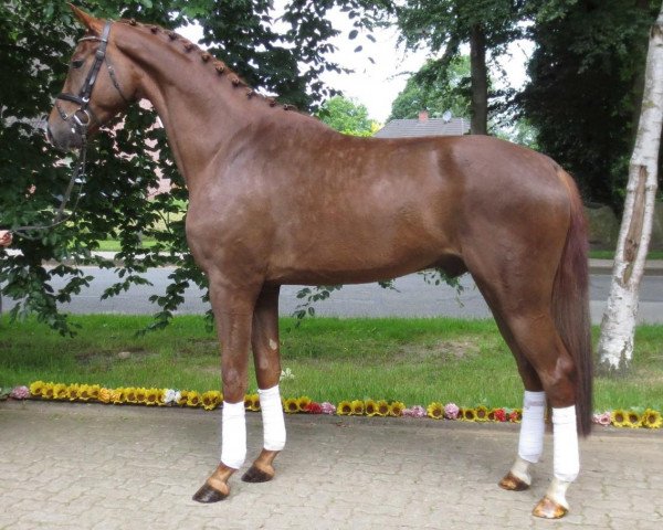horse Wallach von Sarkozy (Oldenburg, 2010, from Sarkozy 3)