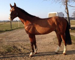 jumper Classico (Bavarian, 2009)