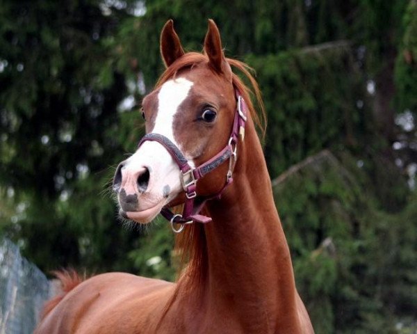 Dressurpferd Manolo ox (Vollblutaraber, 2006, von FS Eternal Flame ox)
