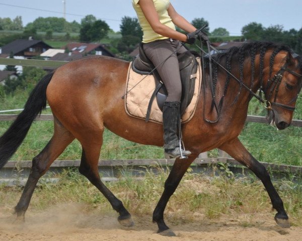 horse Galetta (Pura Raza Espanola (PRE), 2008, from Sonajero X)