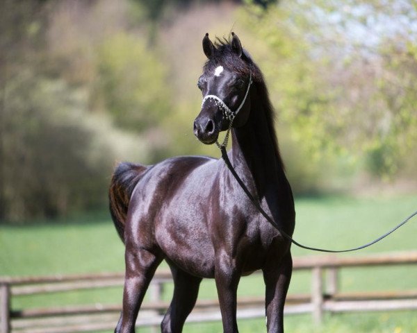 horse Alba Shakar ox (Arabian purebred, 2013, from Uranos EAO)