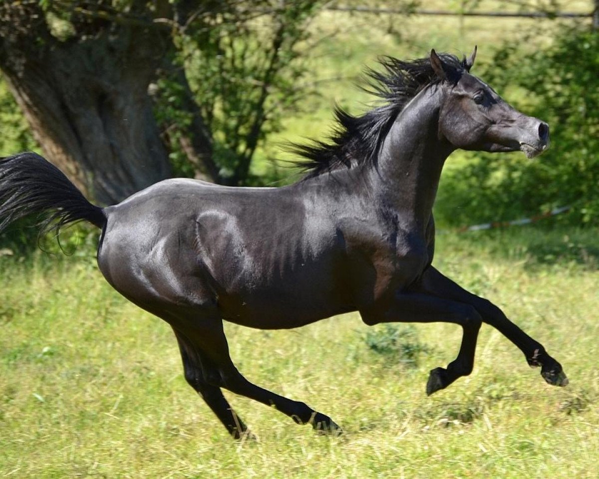 stallion AE Egyptian Aliyy Jamil EAO (Arabian purebred, 2012, from AE Haalim Jamil EAO)