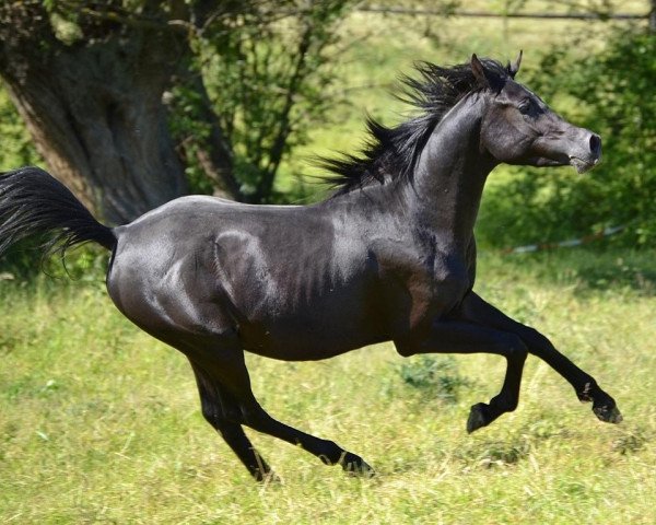 stallion AE Egyptian Aliyy Jamil EAO (Arabian purebred, 2012, from AE Haalim Jamil EAO)