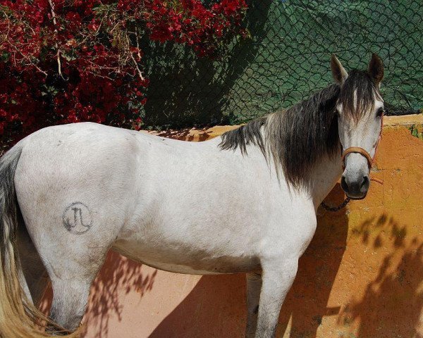 Dressurpferd Capitano (Deutsches Sportpferd, 2010, von Cappo)