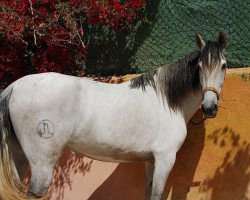 dressage horse Capitano (German Sport Horse, 2010, from Cappo)