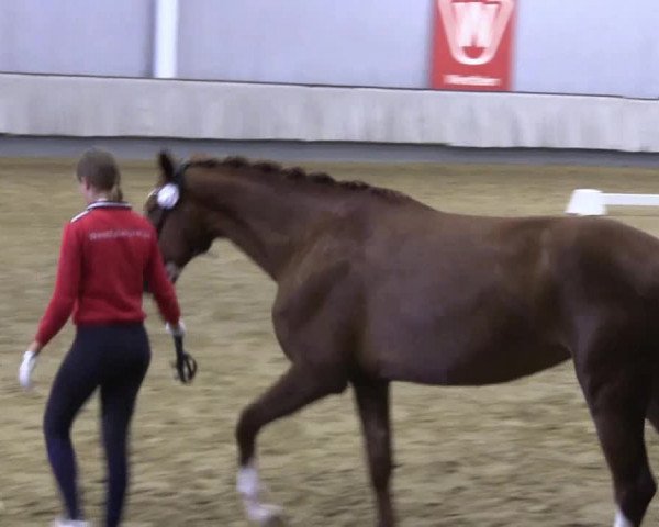Stutenleistungsprüfung Münster- Handorf
