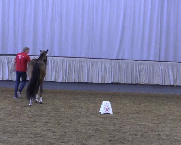 Stutenleistungsprüfung Münster- Handorf