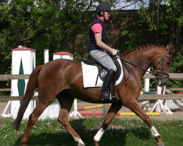 broodmare As Cana (Hanoverian, 2010, from Asti's Amsterdam)