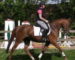 broodmare As Cana (Hanoverian, 2010, from Asti's Amsterdam)