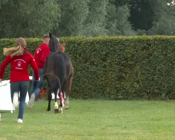 Stuten- und Fohlenschau Münster- Handorf