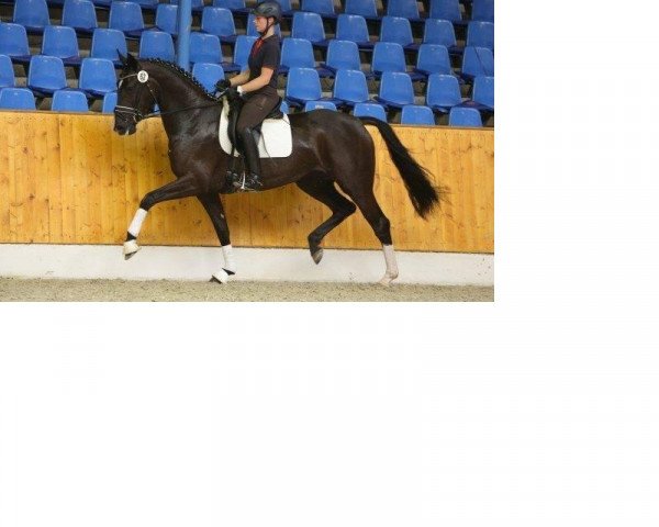 horse Oldenburger (Oldenburg, 2011, from Surprice)