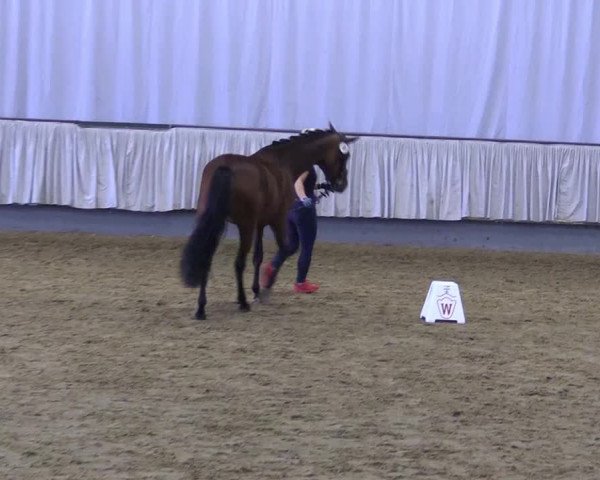 Stutenleistungsprüfung Münster- Handorf