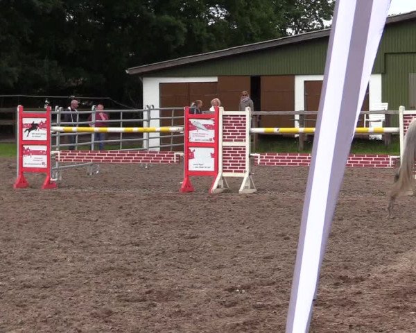 Holsteiner Fohlenschau in Langstedt