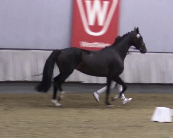 Stutenleistungsprüfung Münster- Handorf