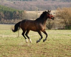 horse Fine (German Warmblood, 2008)